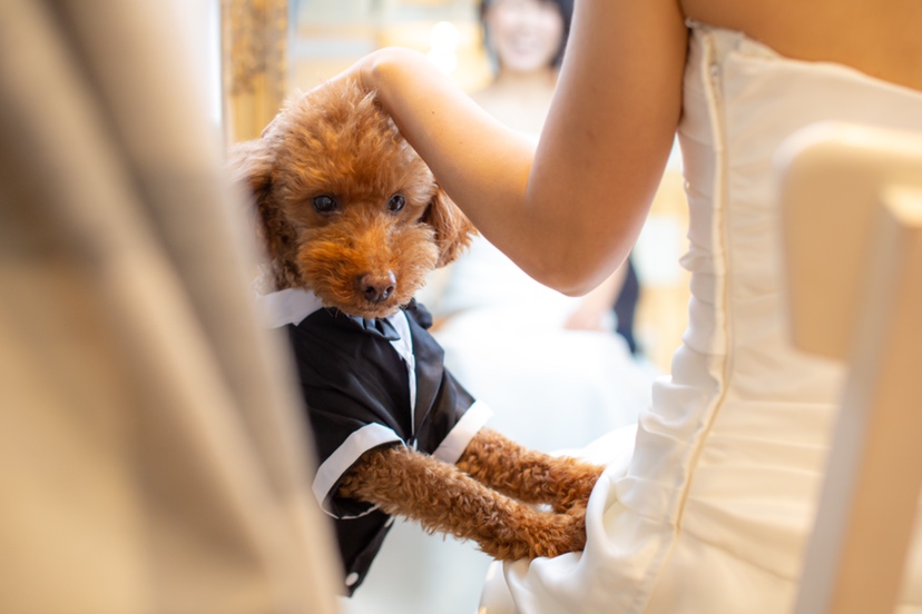 大阪のスタジオで花嫁に頭をなでてもらうワンちゃん